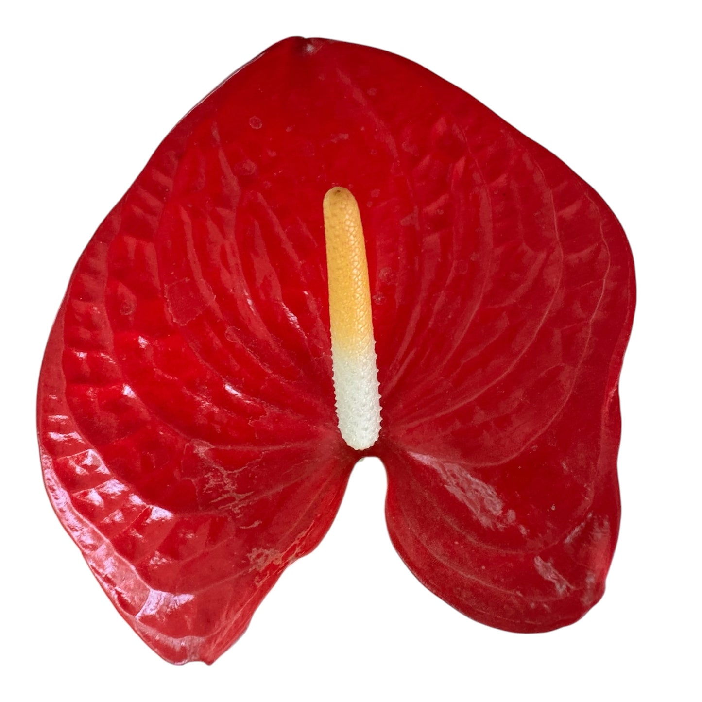 Anthurium Andraeanum, Flamingo Flower,  Painter's Palette, Anthurium Red