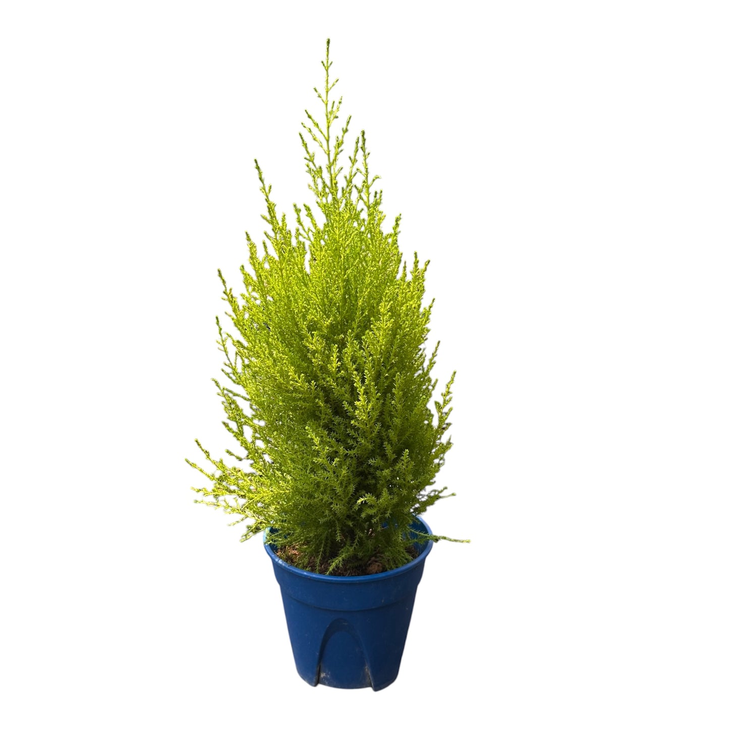 Cupressus Macrocarpa, Monterey
Cypress, Goldcrest