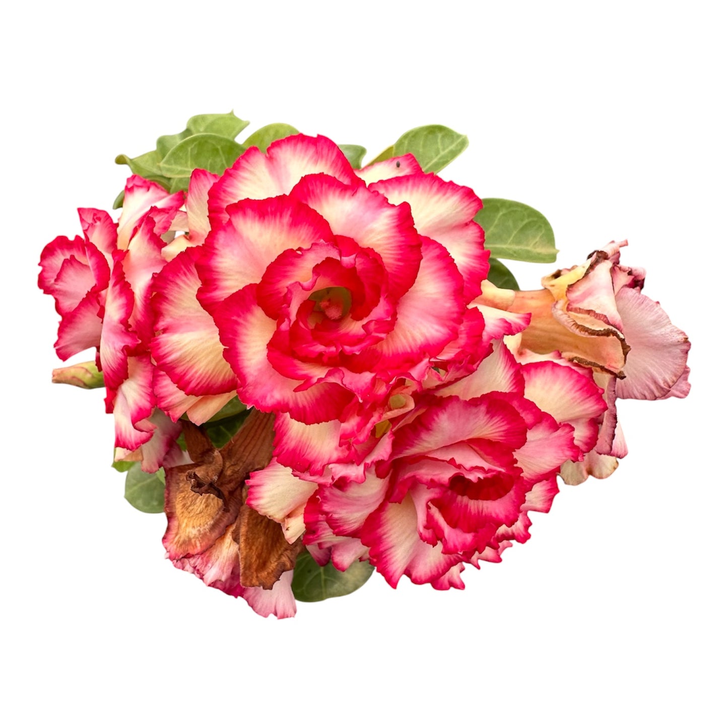 Adenium