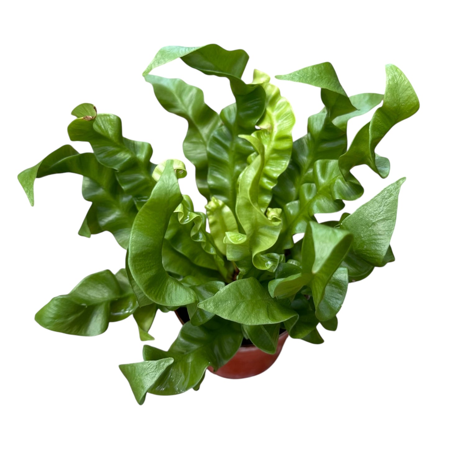Asplenium Nidus, Crispy Wave Fern, Bird's Nest Fern