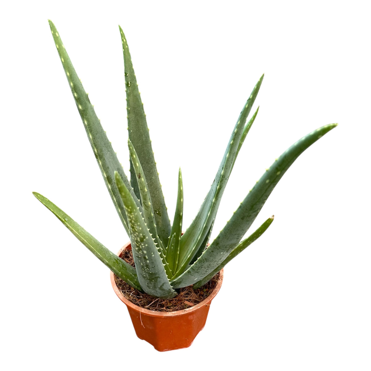 Barbados Aloe, Burn Plant, Aloe Vera