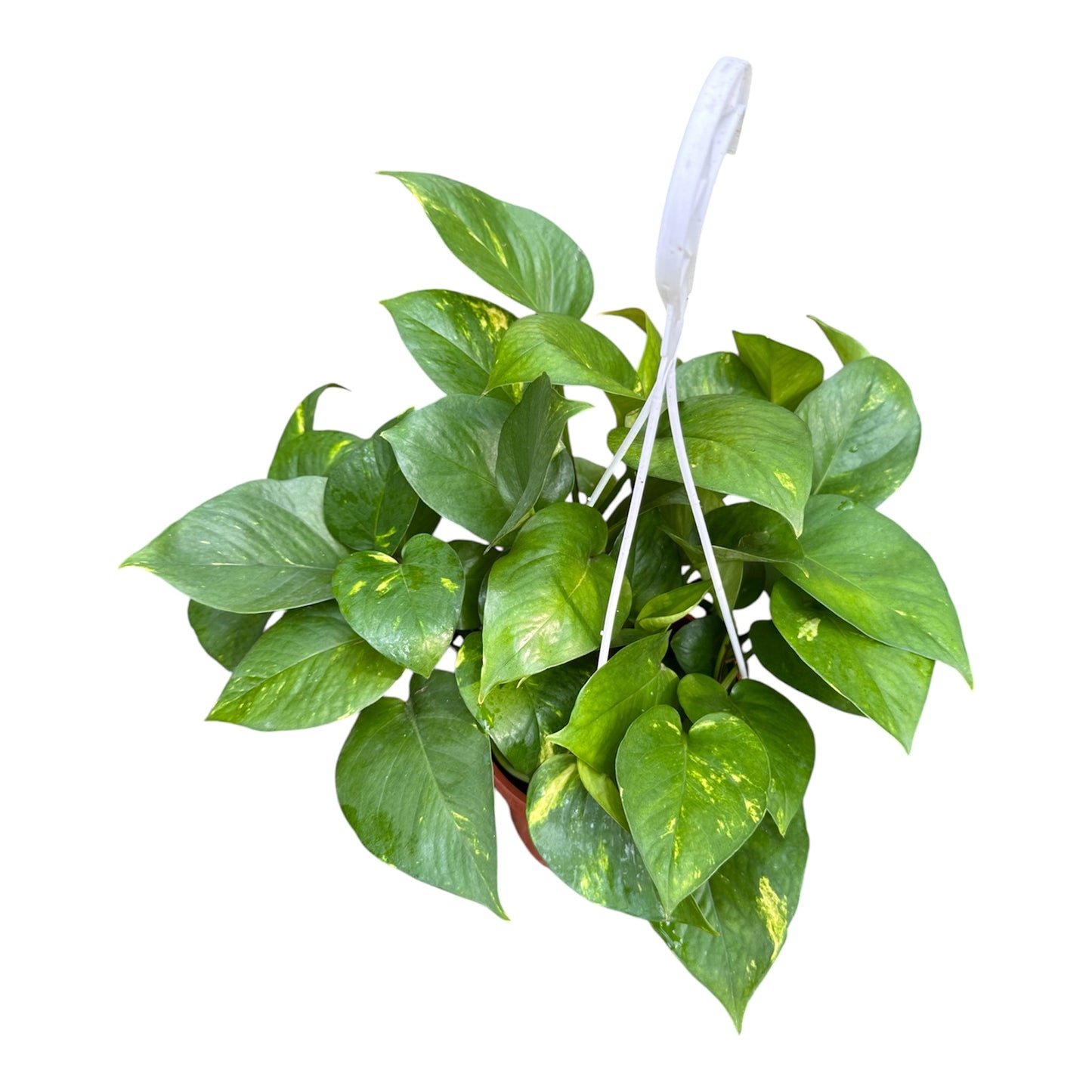 Epipremnum Aureum, Money Plant