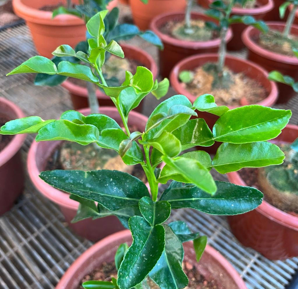 Kaffir Lime, Thai Lime (0.5m)