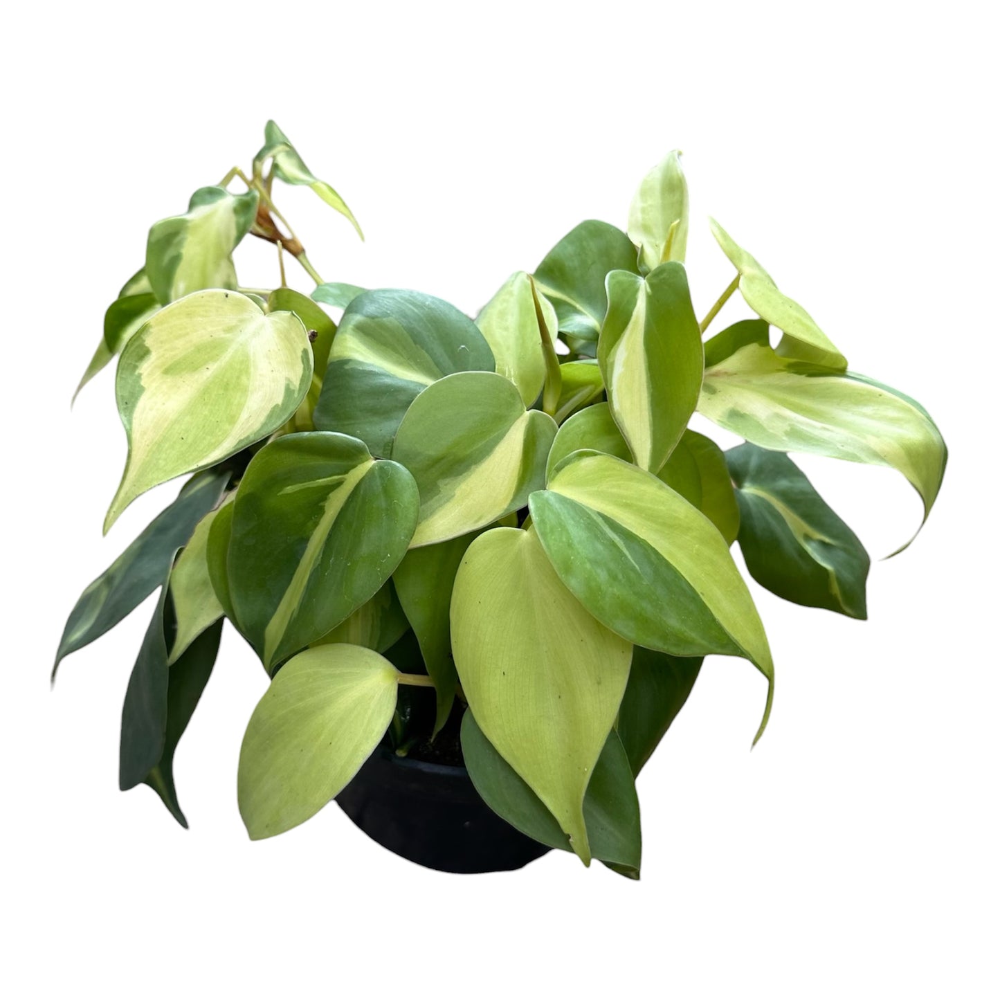 Philodendron Scandens Variegated