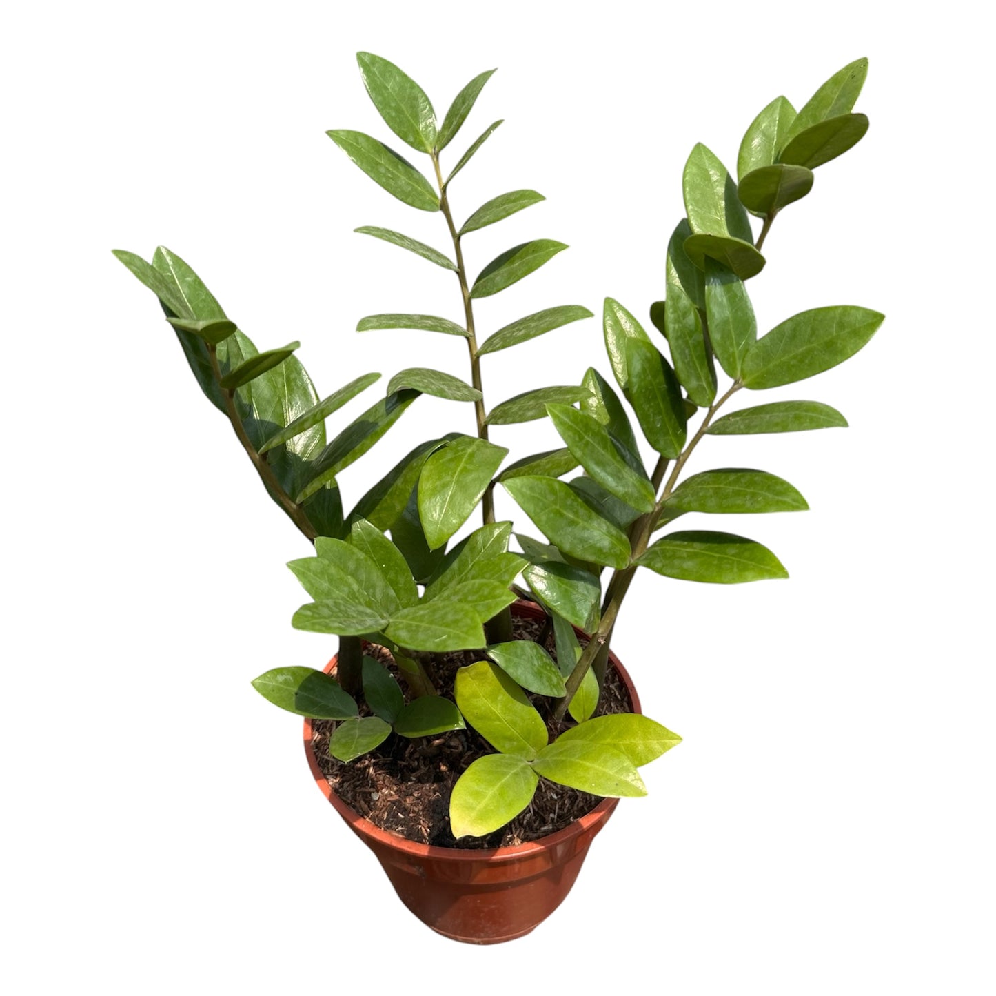 Zamioculcas Zamiifolia, ZZ Plant