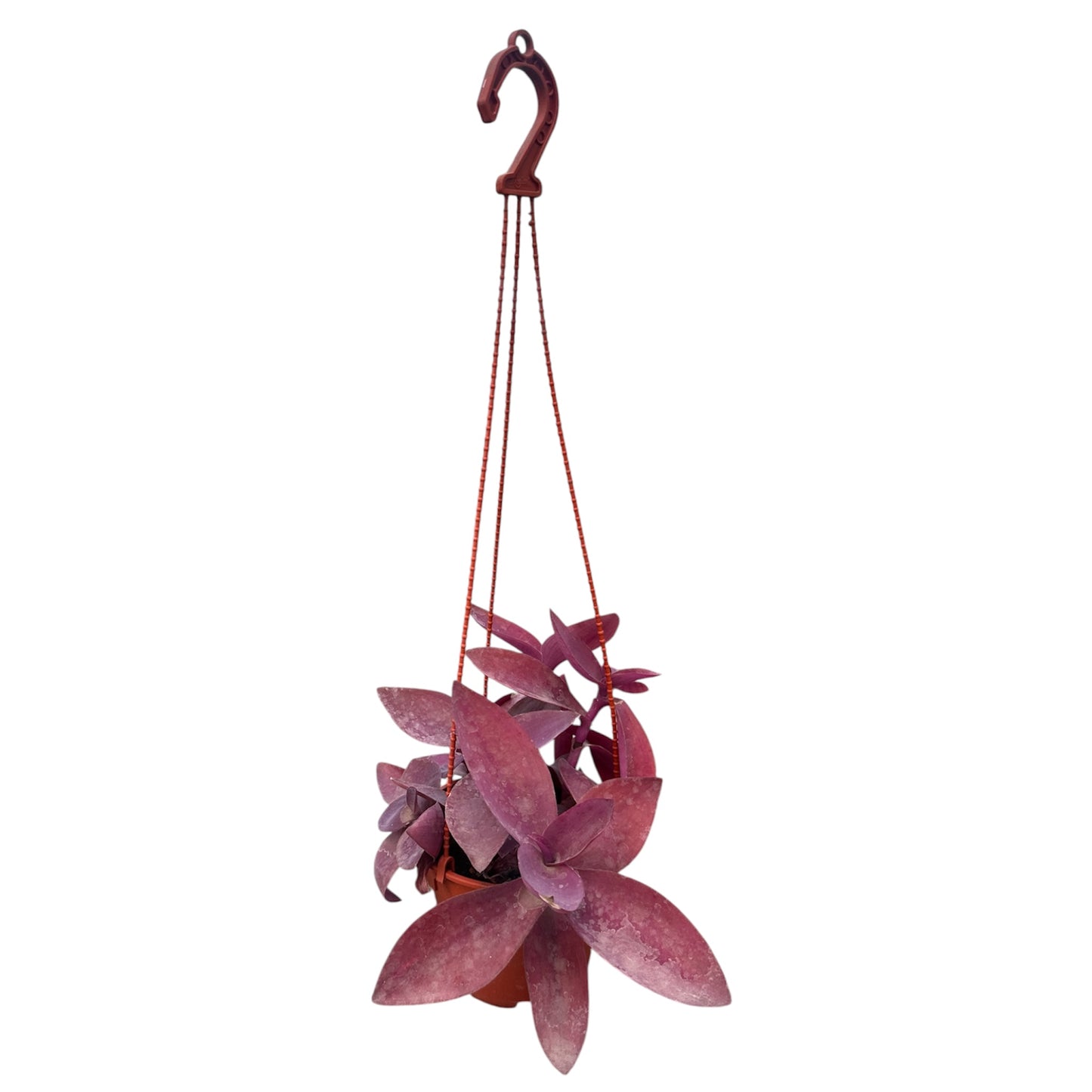 Tradescantia Pallida Purple Heart