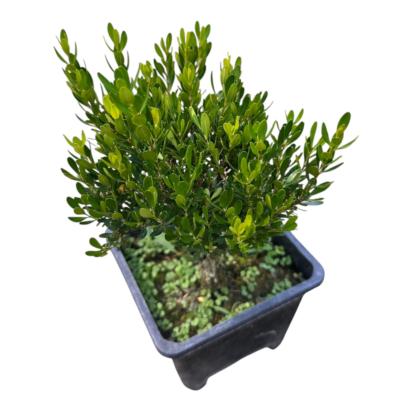 Buxus Sempervirens, Boxwood Plant