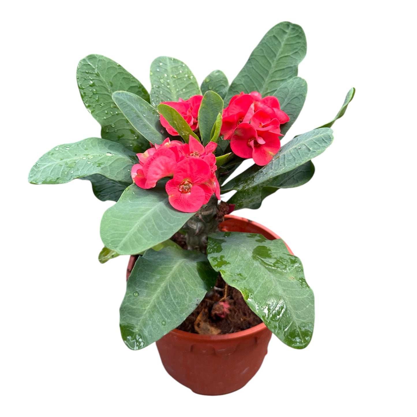 Euphorbia Milii, Crown Of Thorns