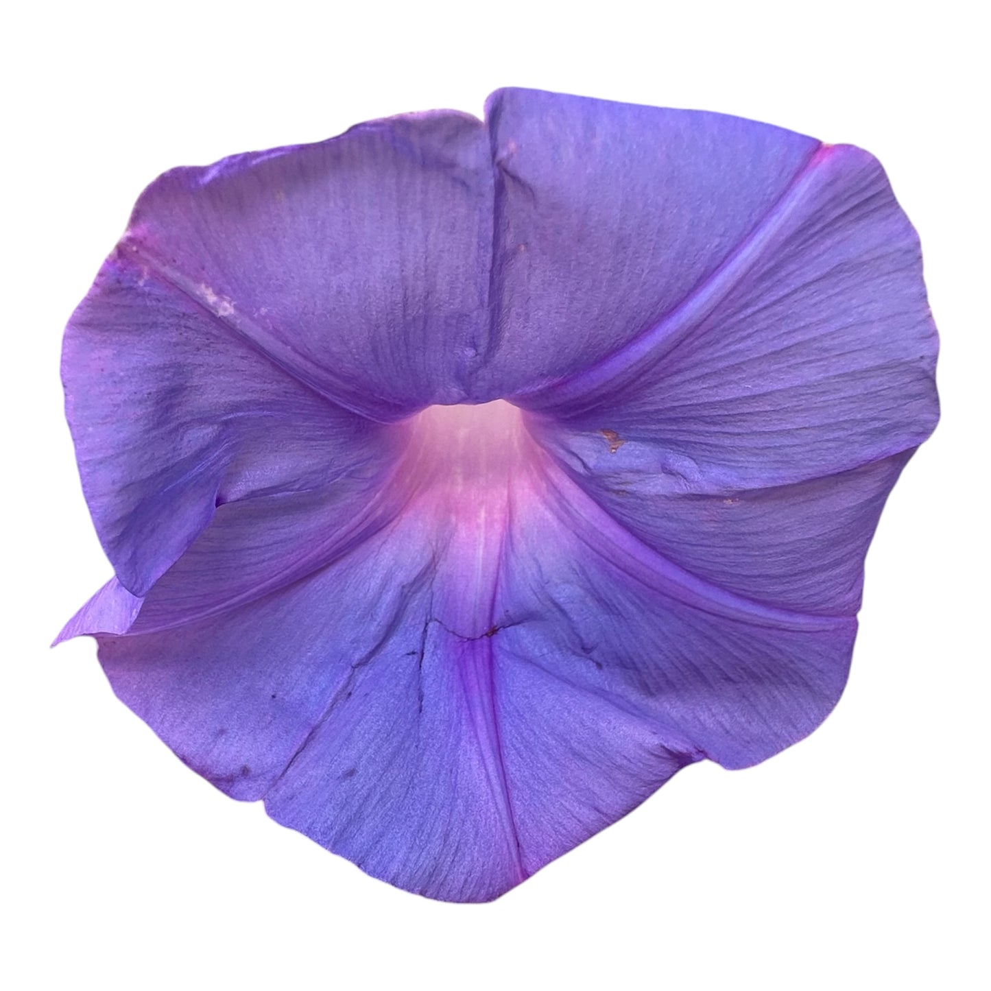 Ipomoea Tricolor, Morning Glory