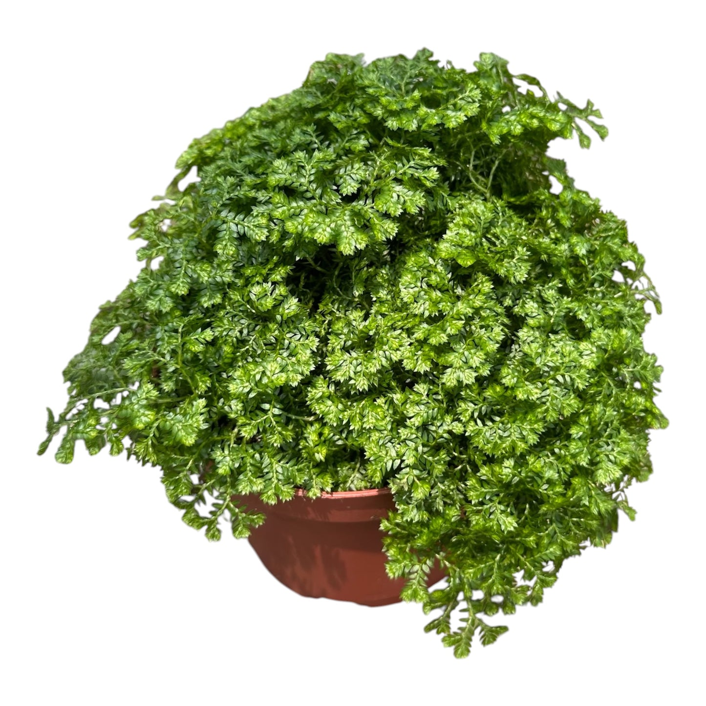 Selaginella Apoda, Meadow Spikemoss