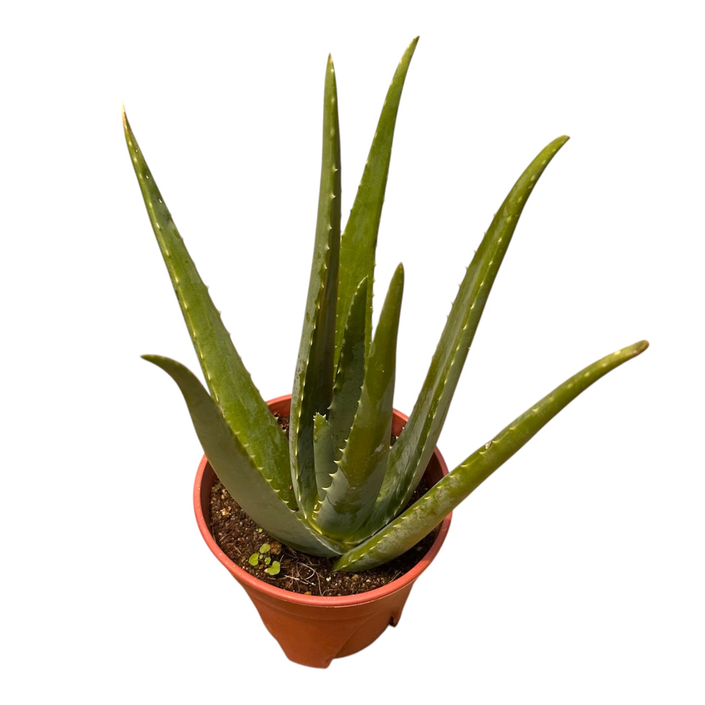 Barbados Aloe, Burn Plant, Aloe Vera