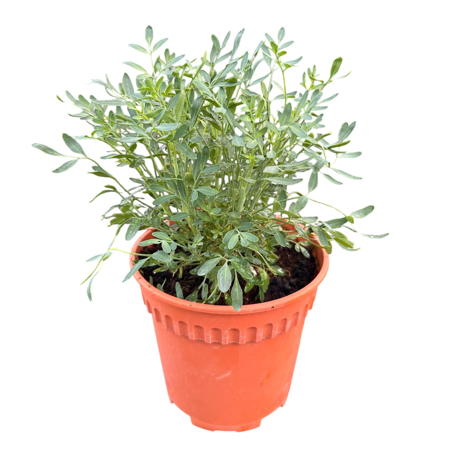 Ruta Graveolens, Herb-Of-Grace, Common Rue