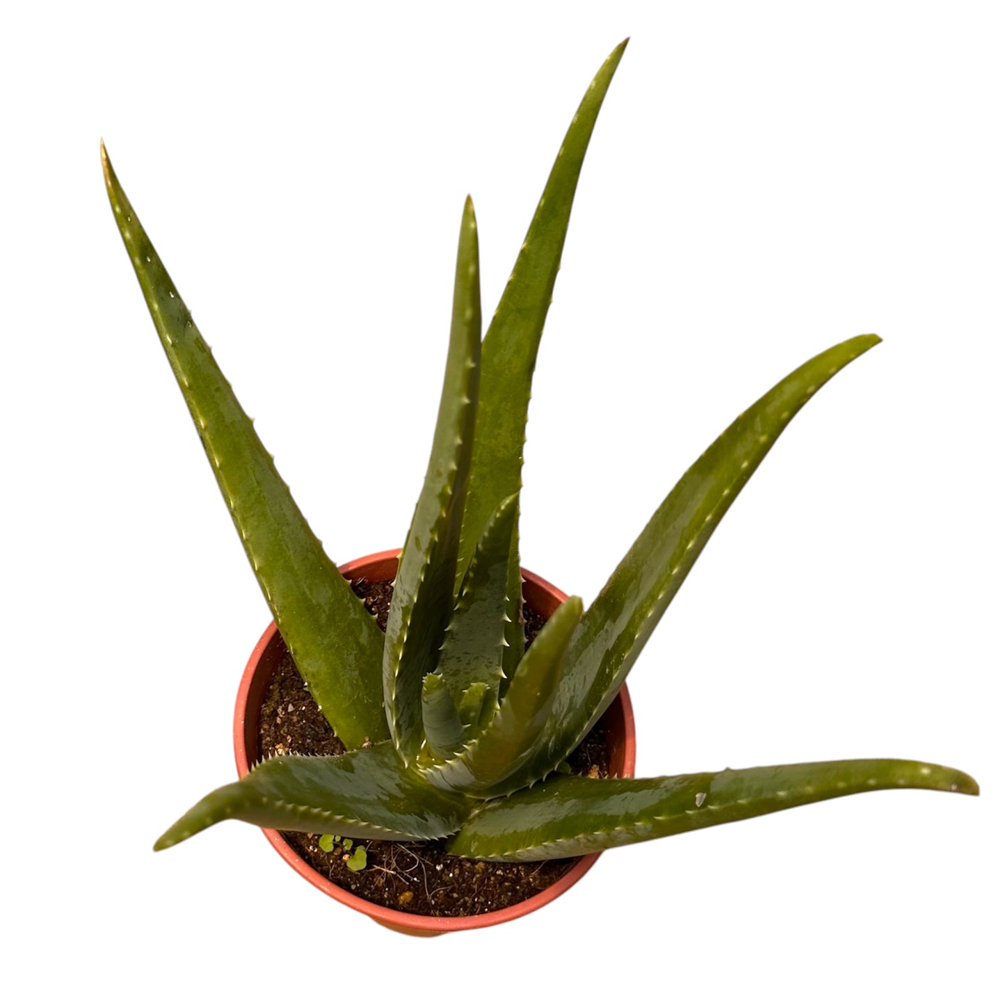 Barbados Aloe, Burn Plant, Aloe Vera