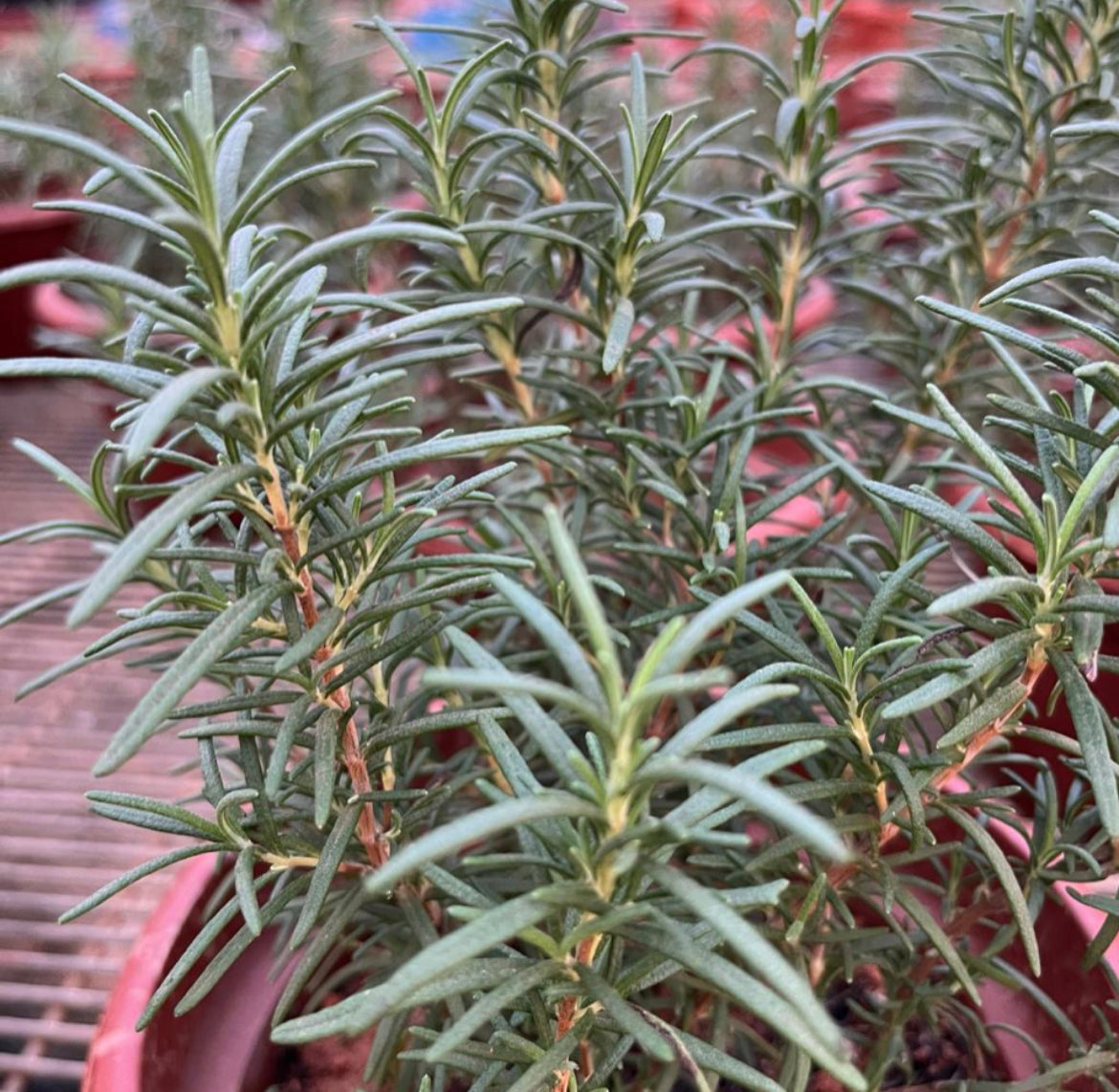 Salvia Rosmarinus, Rosemary (0.3m)