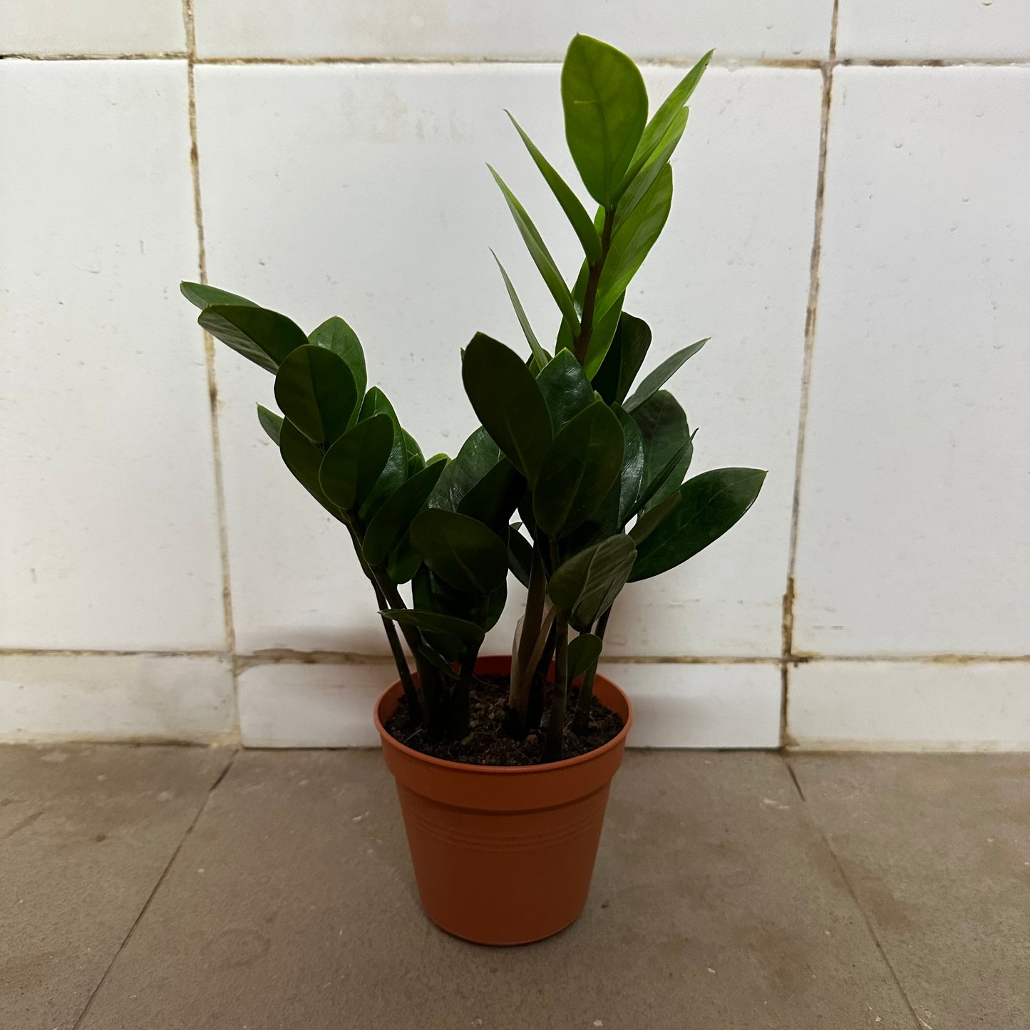 Zamioculcas Zamiifolia, Zz Plant (0.3m)