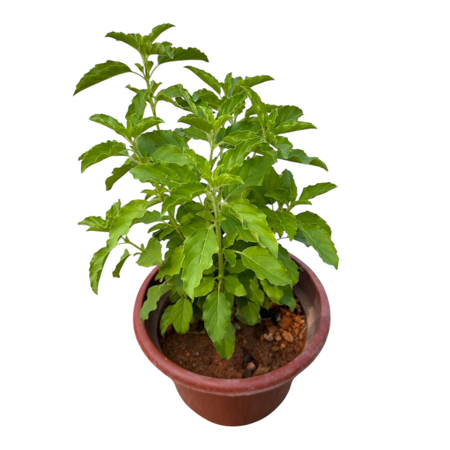 Ocimum Tenuiflorum, Tulasi, Tulsi, or Holy Basil
