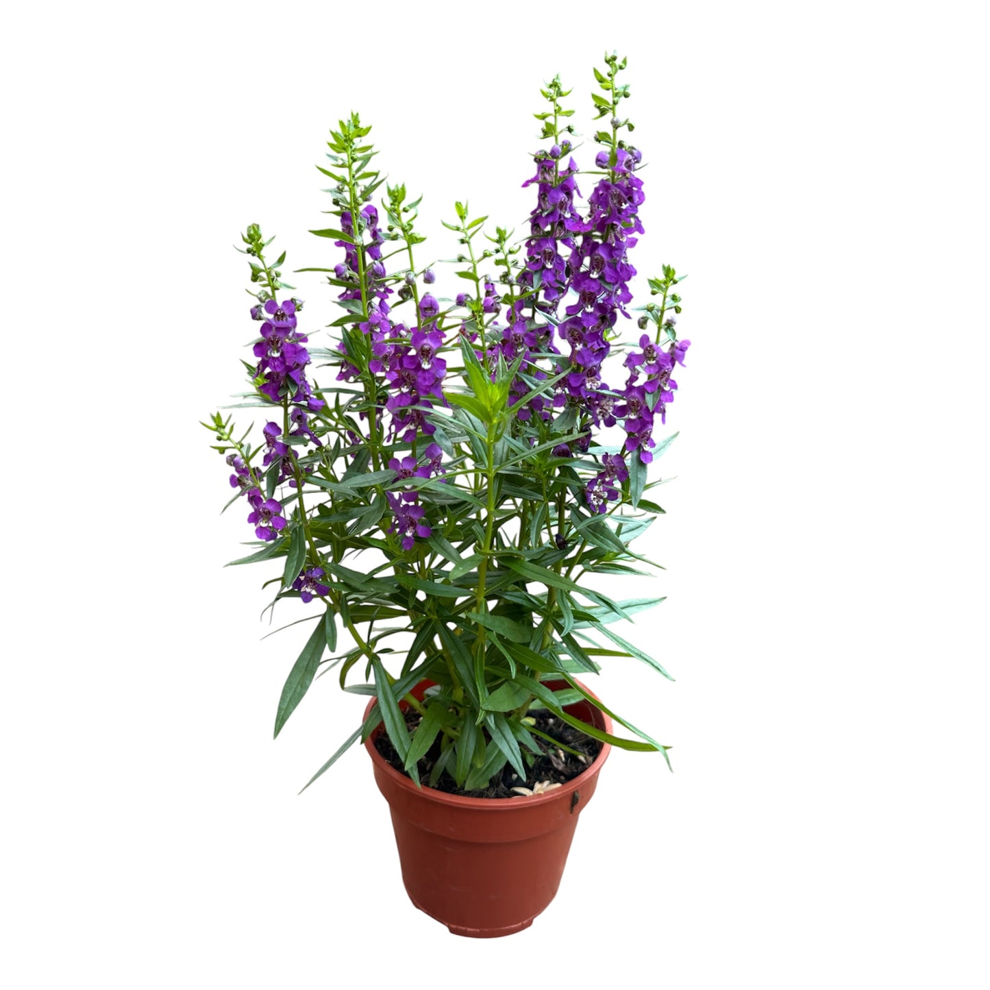 Angelonia Angustifolia, Angelonia Purple