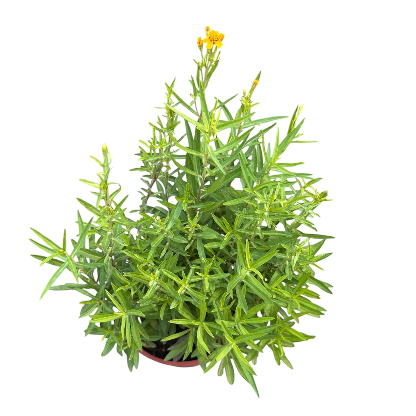 Tagetes Lucida, Mexican Tarragon