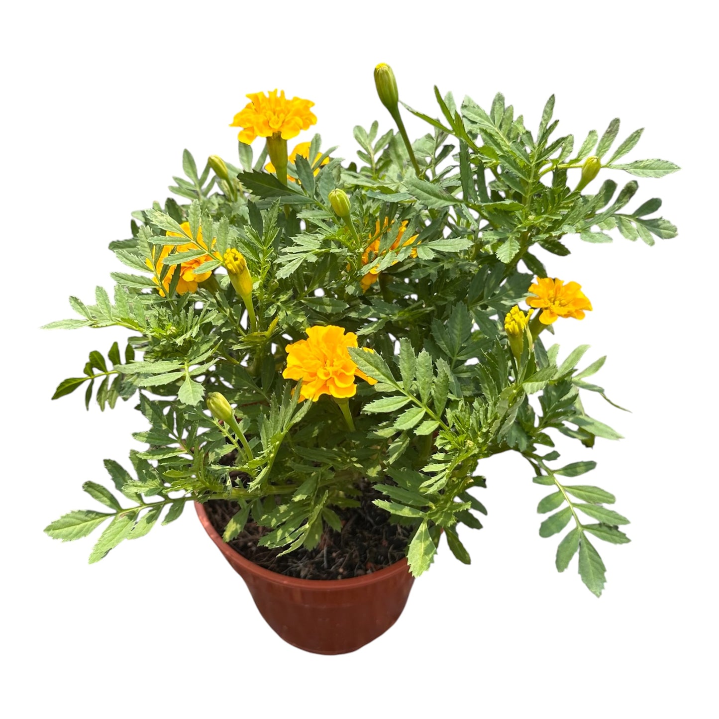 Tagetes Erecta, Yellow Marigold