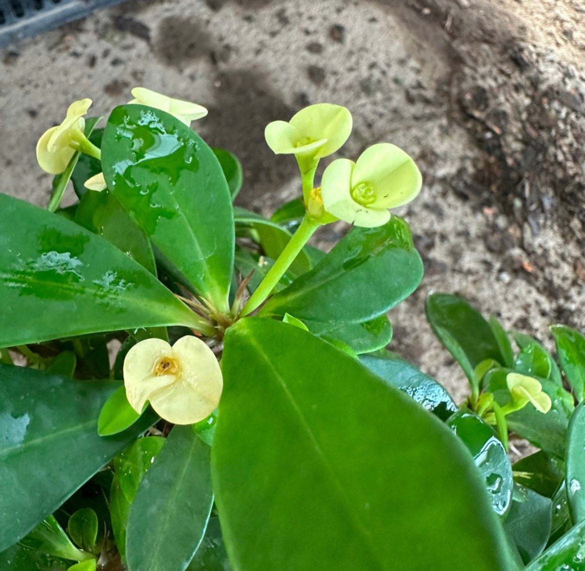 Euphorbia Milii 'Yellow Crown of Thorns'  (0.25m)