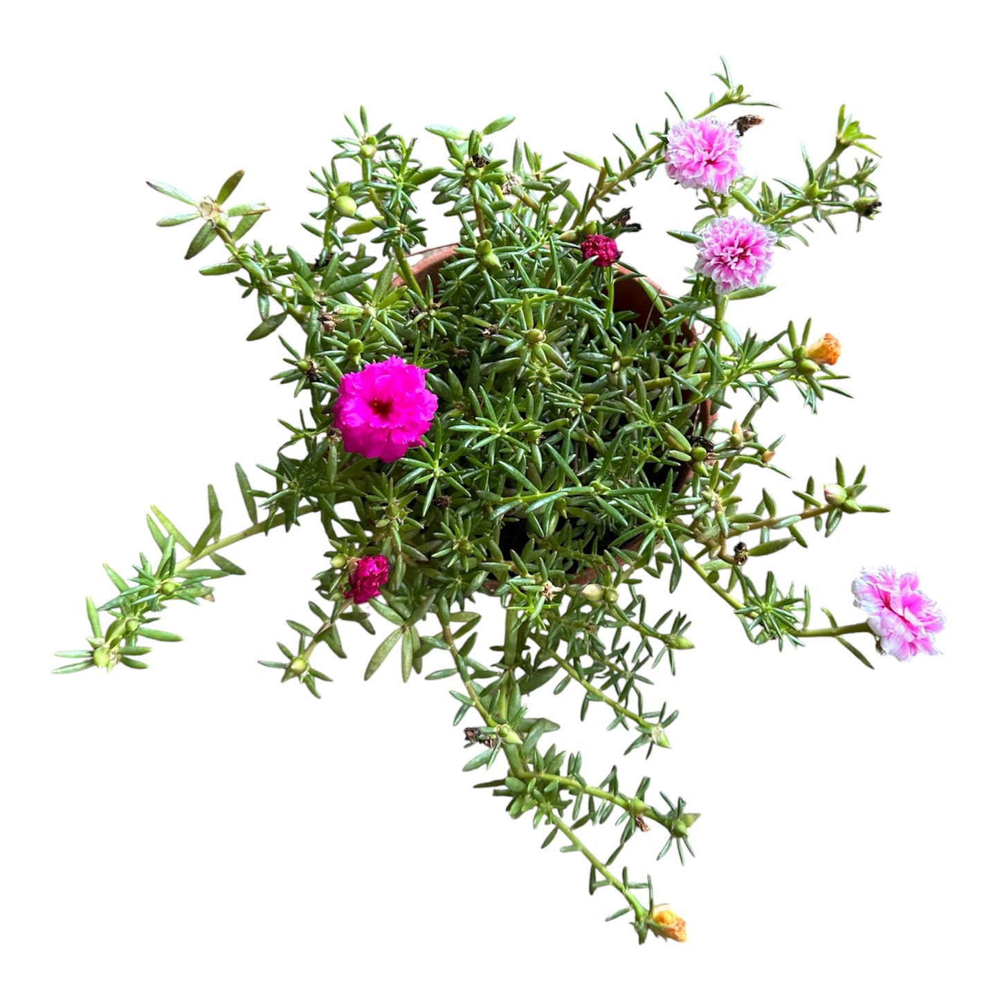 Assorted Colours Portulaca Grandiflora, Moss Rose, Japanese Rose