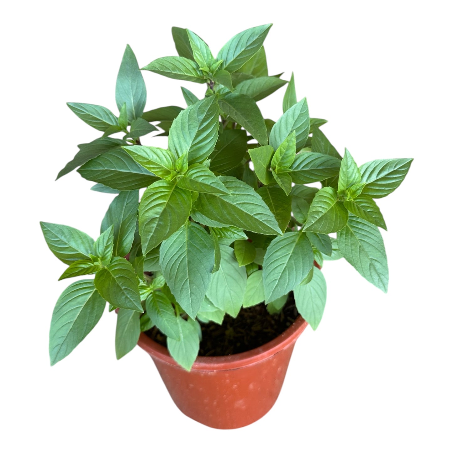 Ocimum Basilicum, Thai Basil