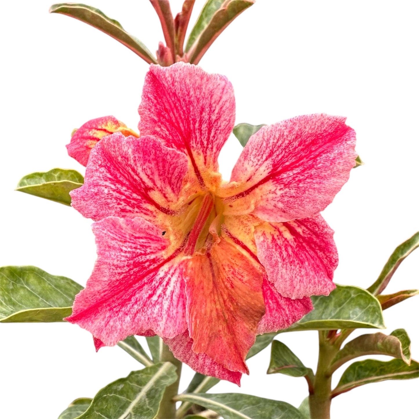 Adenium
