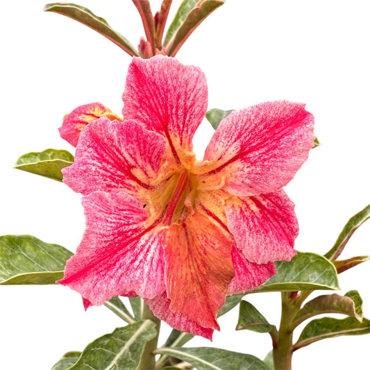 Adenium