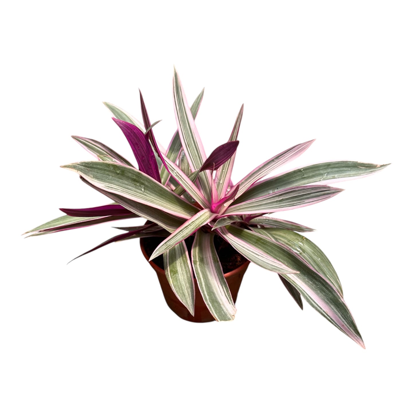 Tradescantia Spathacea, Rhoeo Tricolor, Oyster Plant