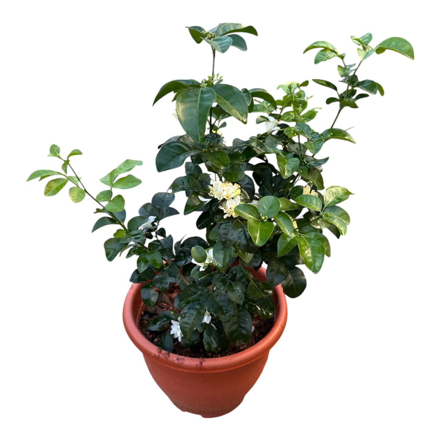 Murraya Paniculata, Orange Jasmine