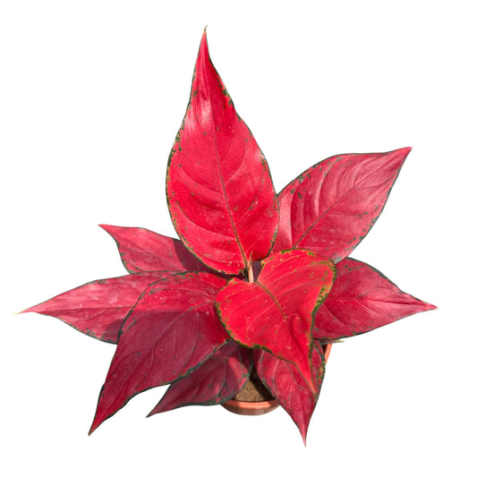 Algaonema Red