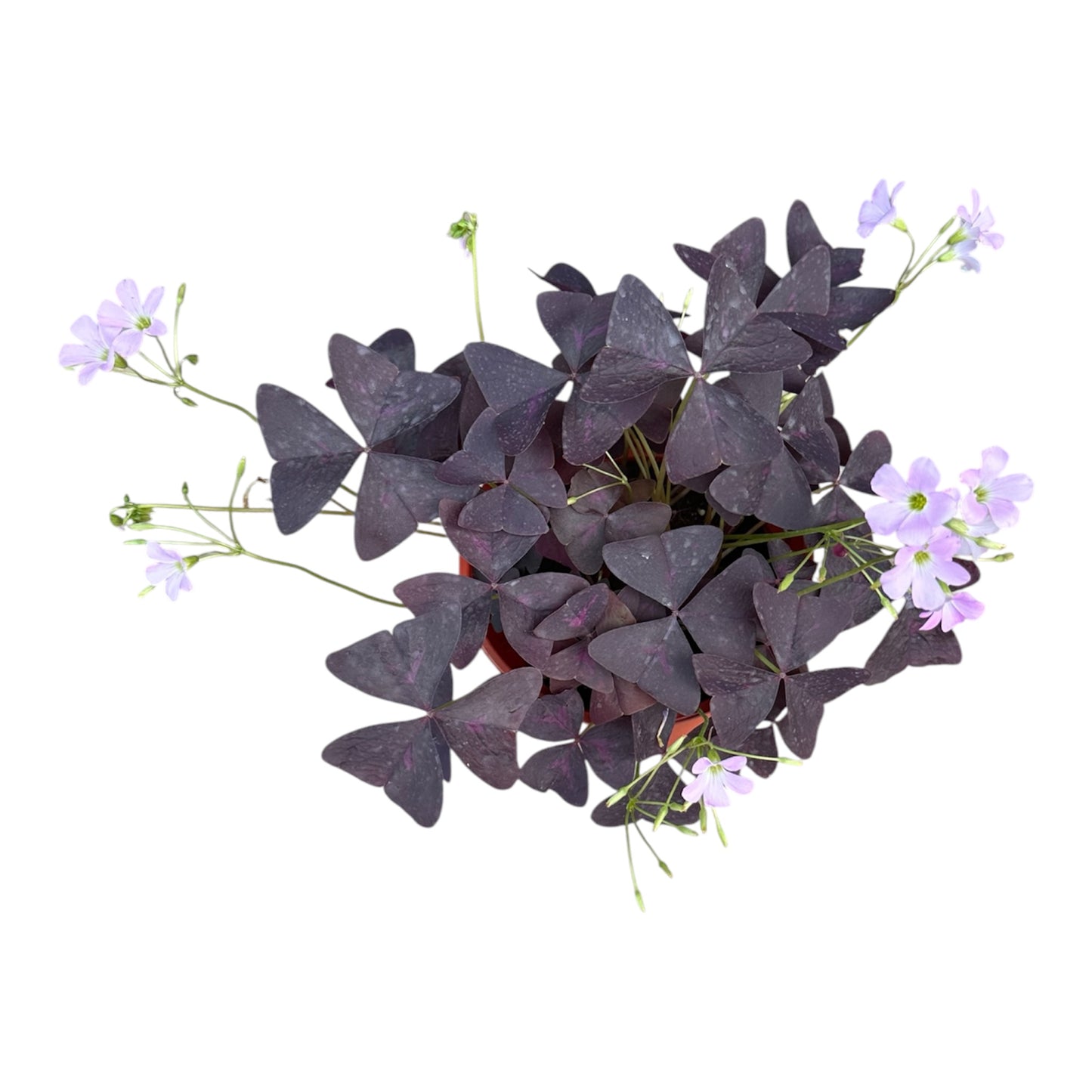 Oxalis Triangularis, Oxalis Triangle