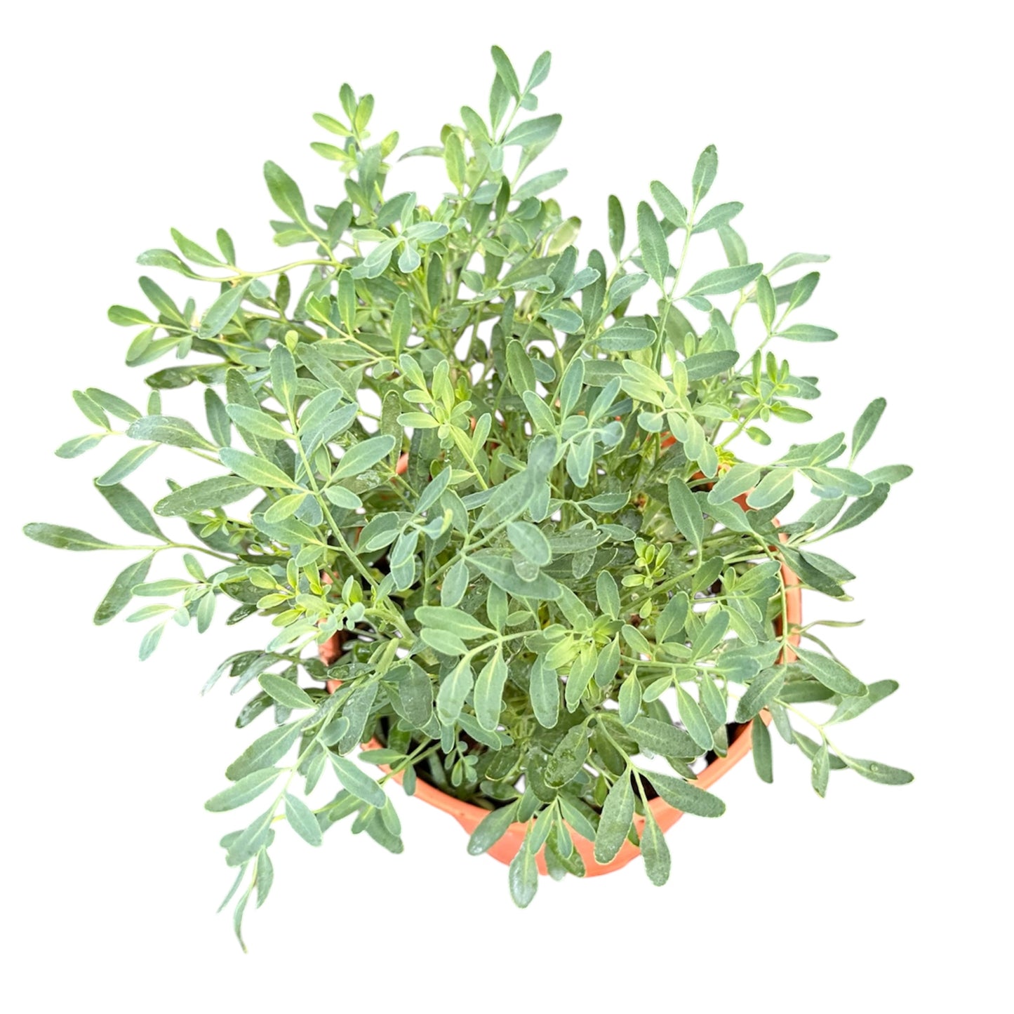 Ruta Graveolens, Herb-Of-Grace, Common Rue