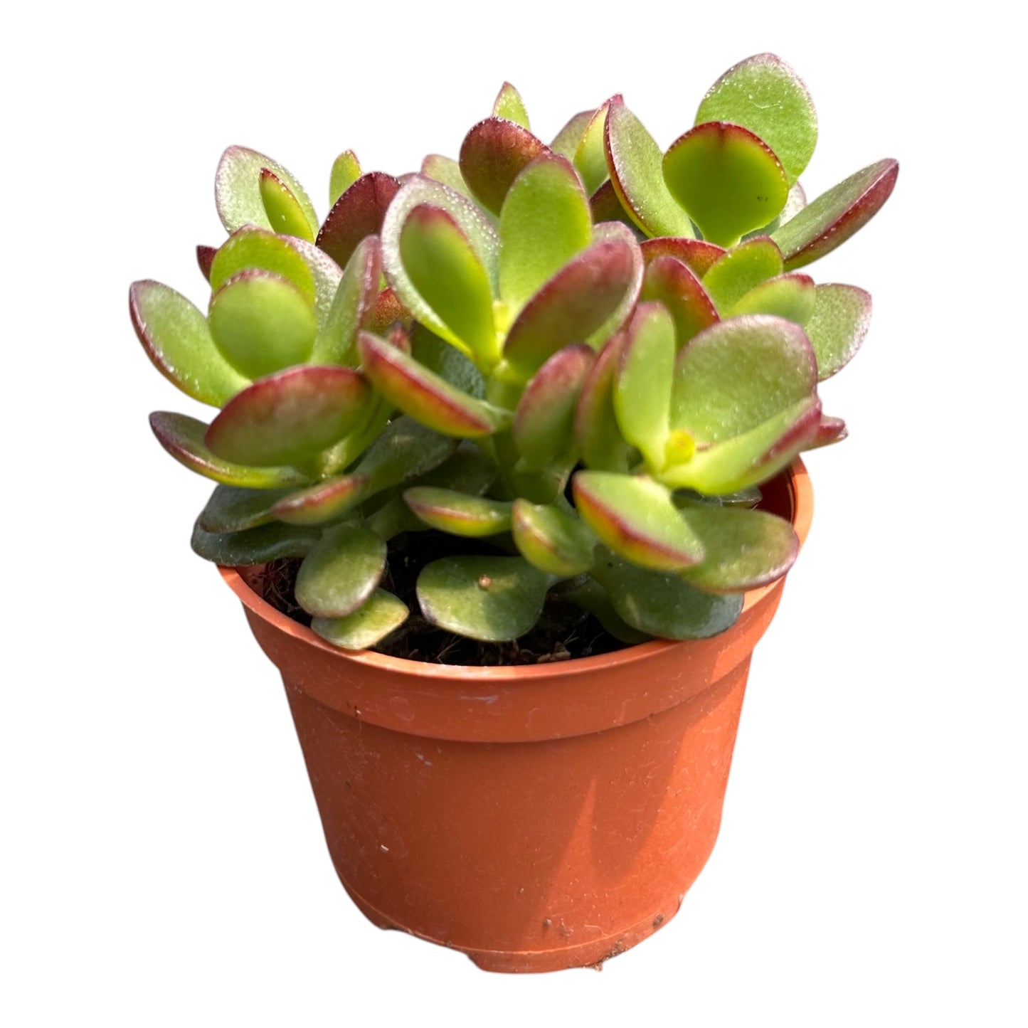 Crassula Ovata, Jade Plant