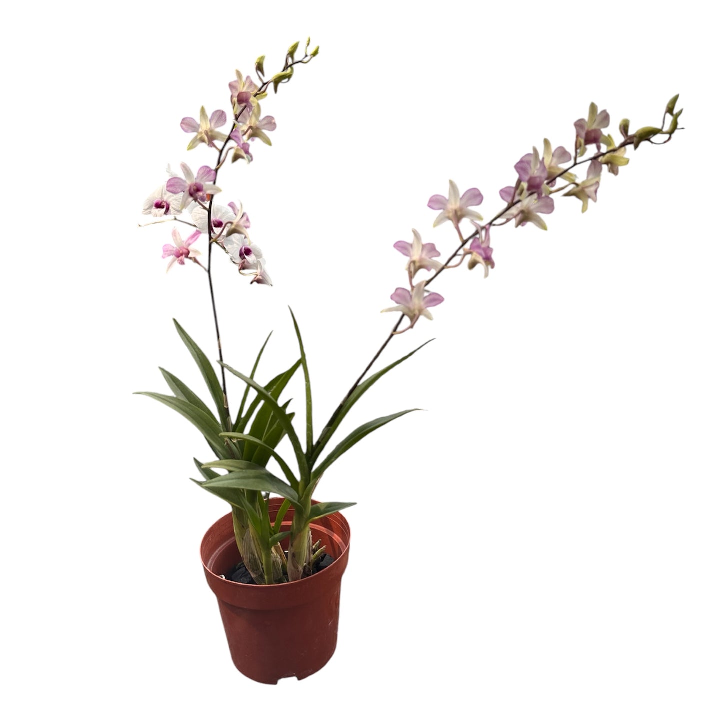 Assorted Colour Mini Dendrobium Orchid