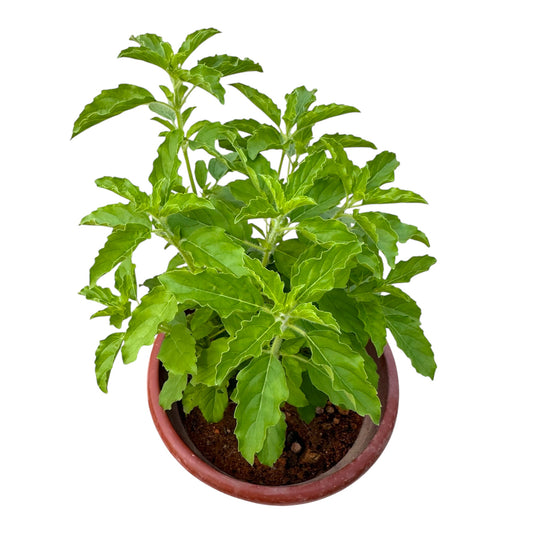 Ocimum Tenuiflorum, Tulasi, Tulsi, or Holy Basil