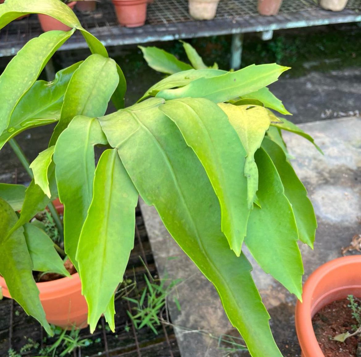 Epiphyllum Oxypetalum, Queen Of Night Big Flower (0.6m)