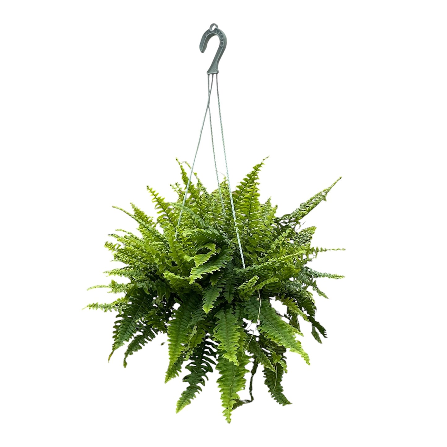 Boston Fern