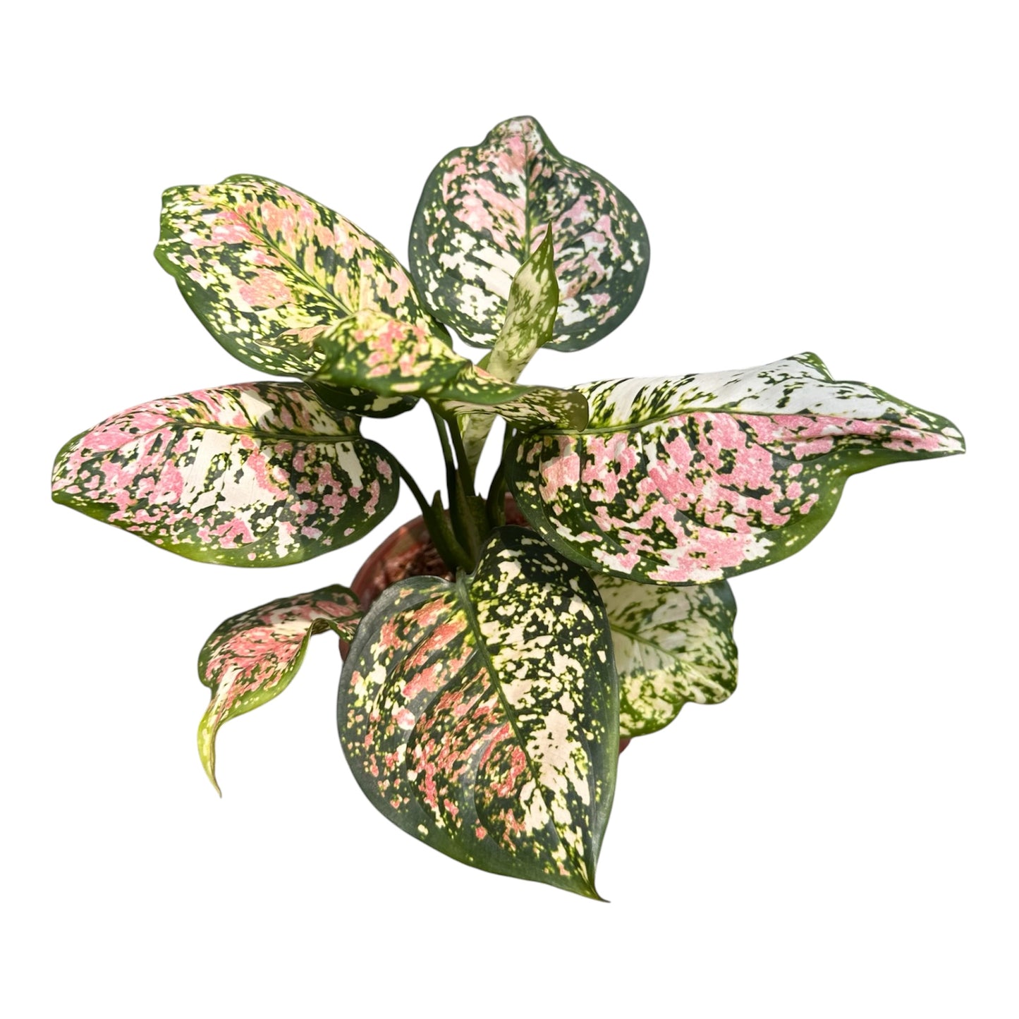 Aglaonema Tricolour