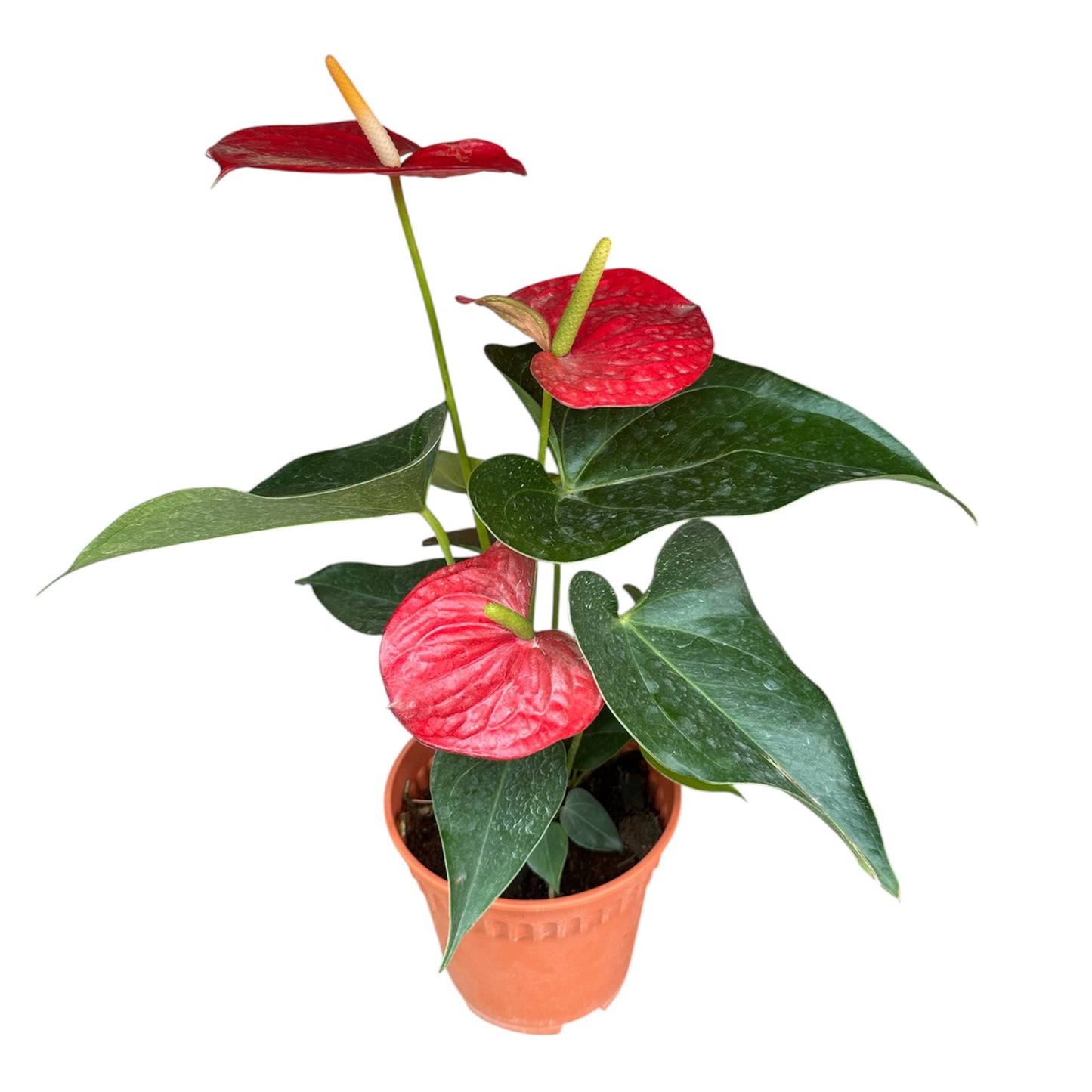 Anthurium Andraeanum, Flamingo Flower,  Painter's Palette, Anthurium Red