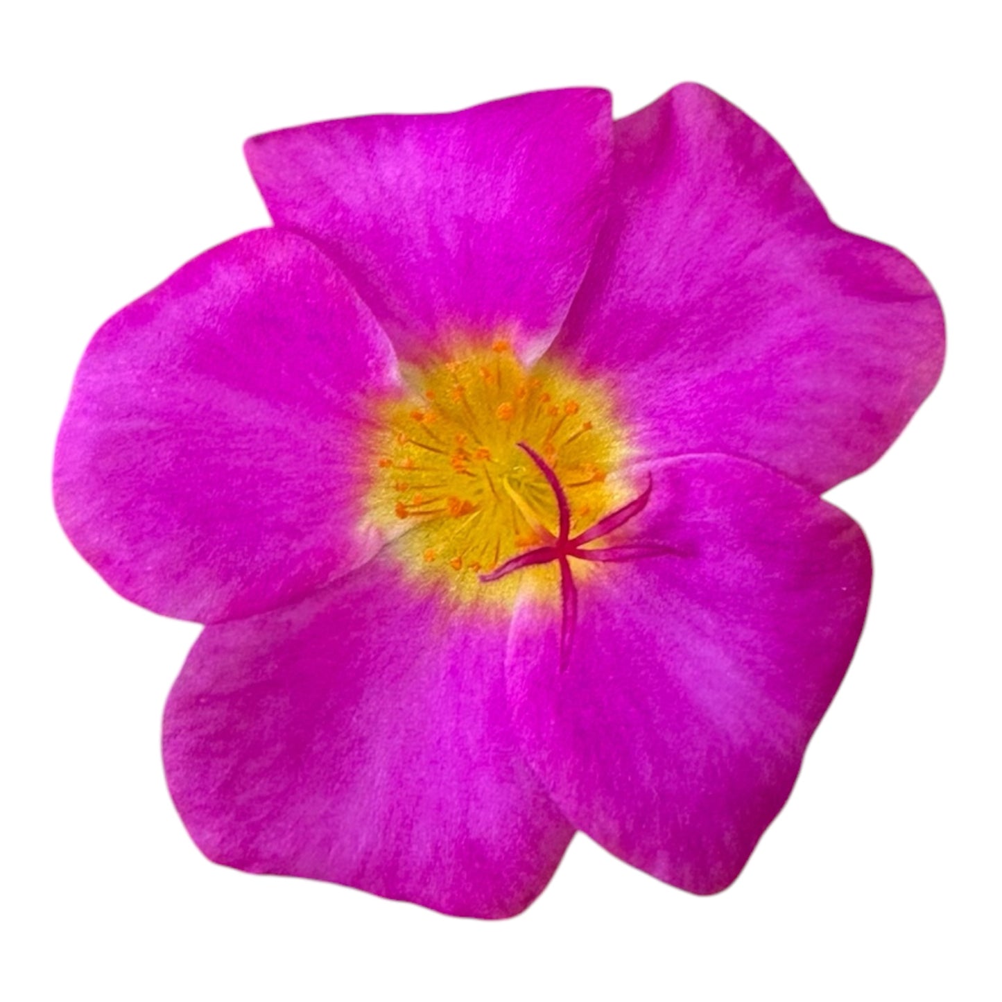 Portulaca Oleracea Variegata, Variegated Portulaca