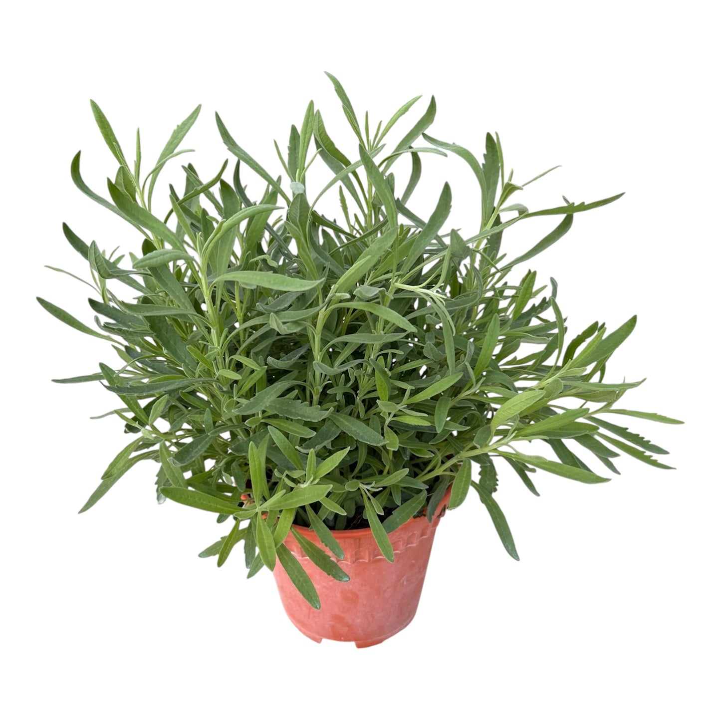 Lavandula Stoechas, Lavender