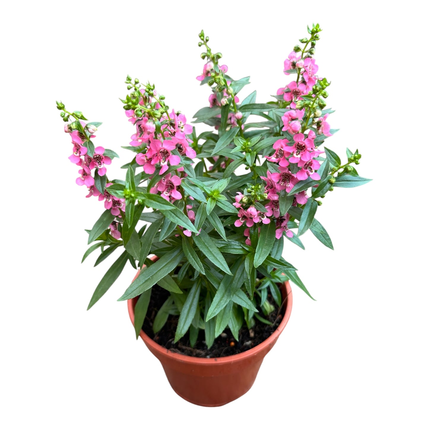 Angelonia Angustifolia, Angelonia Pink
