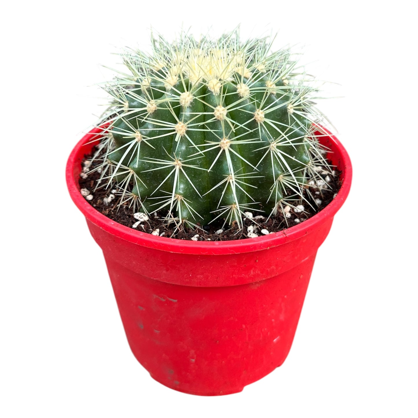 Golden Barrel Cactus