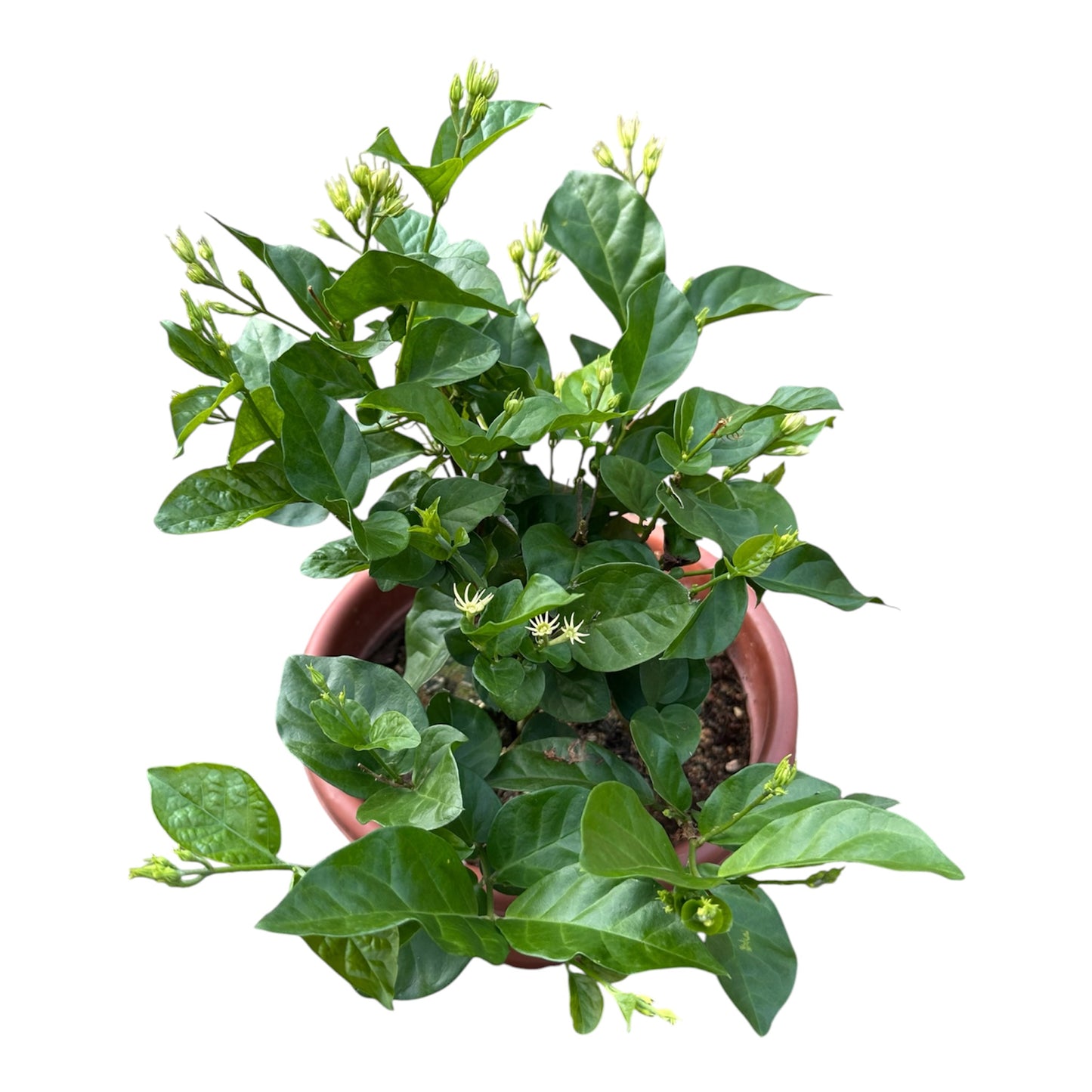 Jasminum Sambac, Mogra, Arabian Jasmine