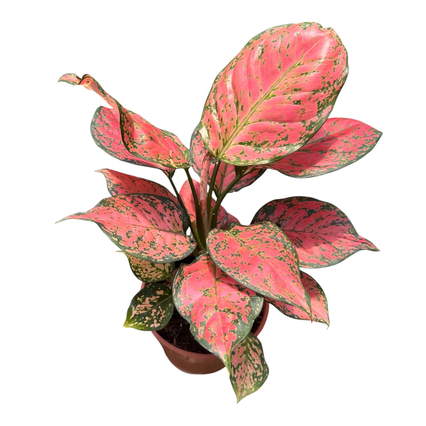 Aglaonema Red Haze