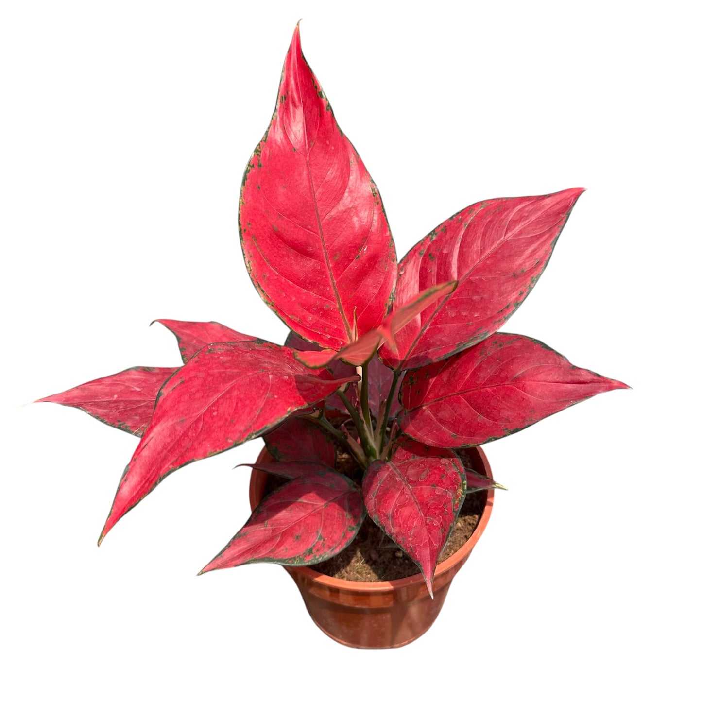 Algaonema Red