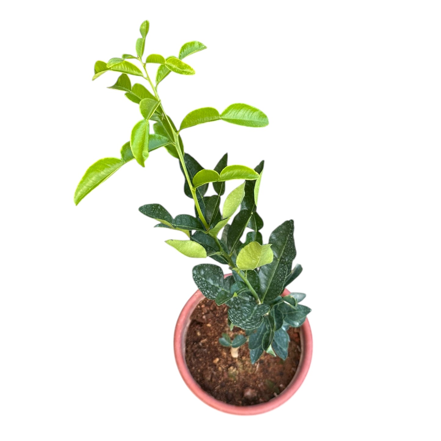 Citrus Hystrix, Makrut Lime, Kaffir Lime, Thai Lime