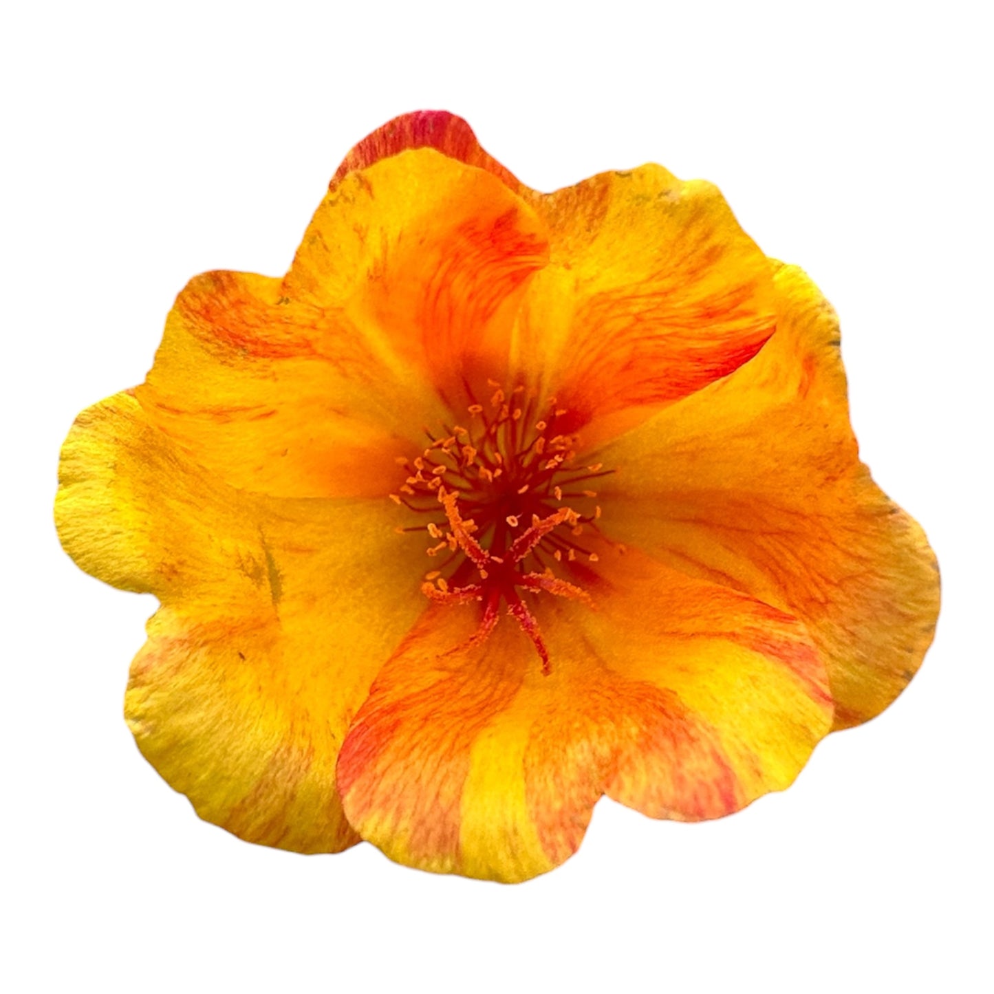 Portulaca Oleracea, Purslane