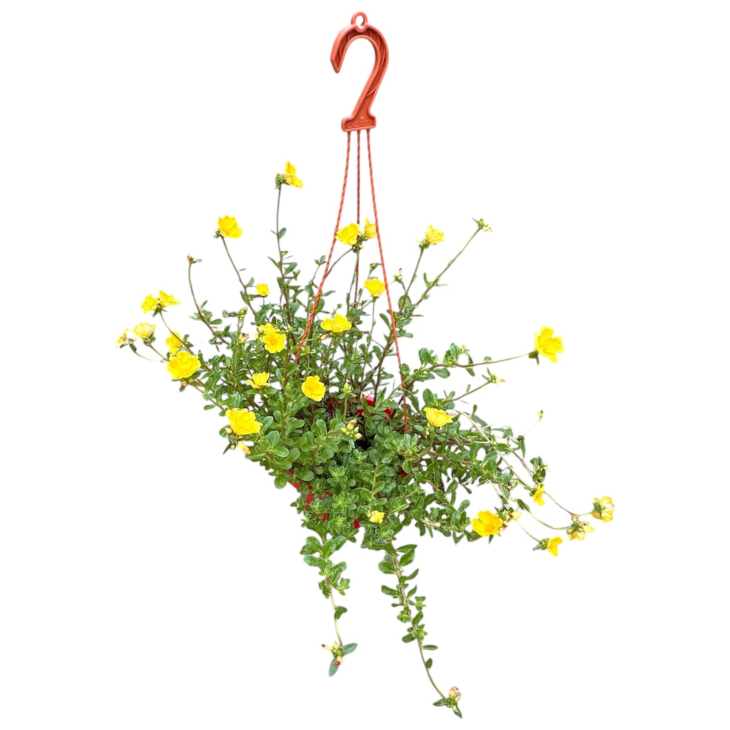 Portulaca Oleracea, Purslane